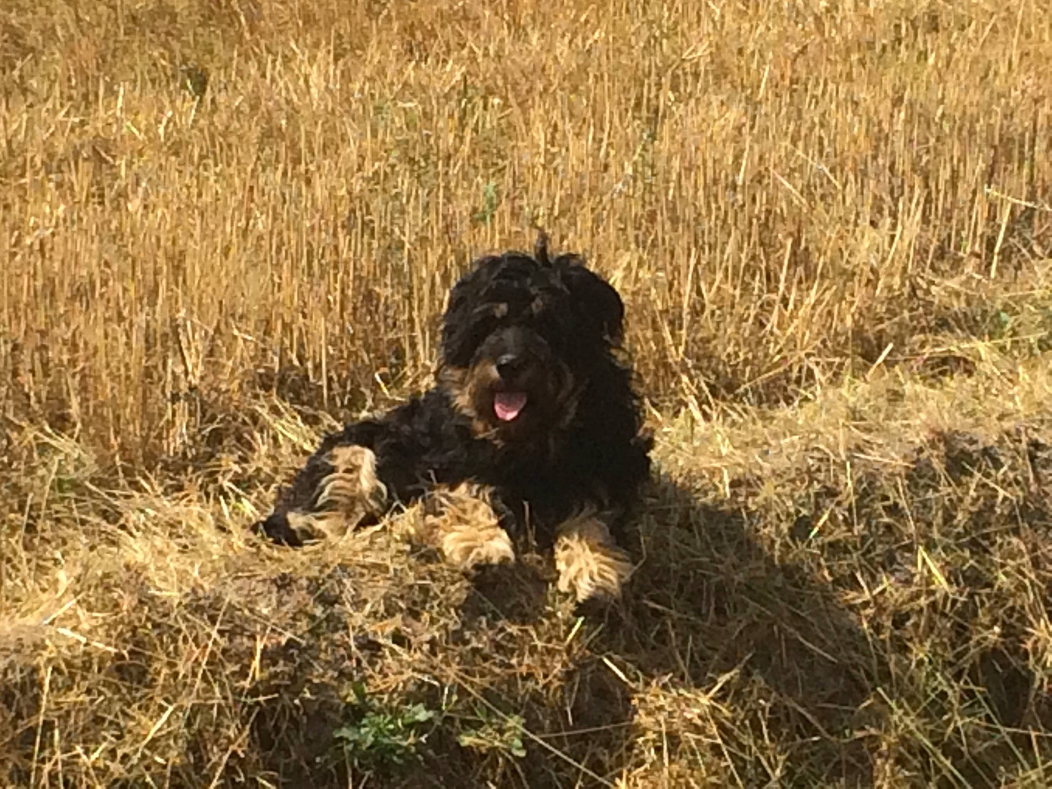 Louka a rejoint le concours — aidez-le/la à gagner de superbes lots ! carnivore, companion_dog, dog, dog_breed, field, fur, grass, grassland, gun_dog, hunting_dog, pasture, plant, prairie, soil, sporting_group, steppe, terrestrial_animal, water_dog, wildlife, working_animal