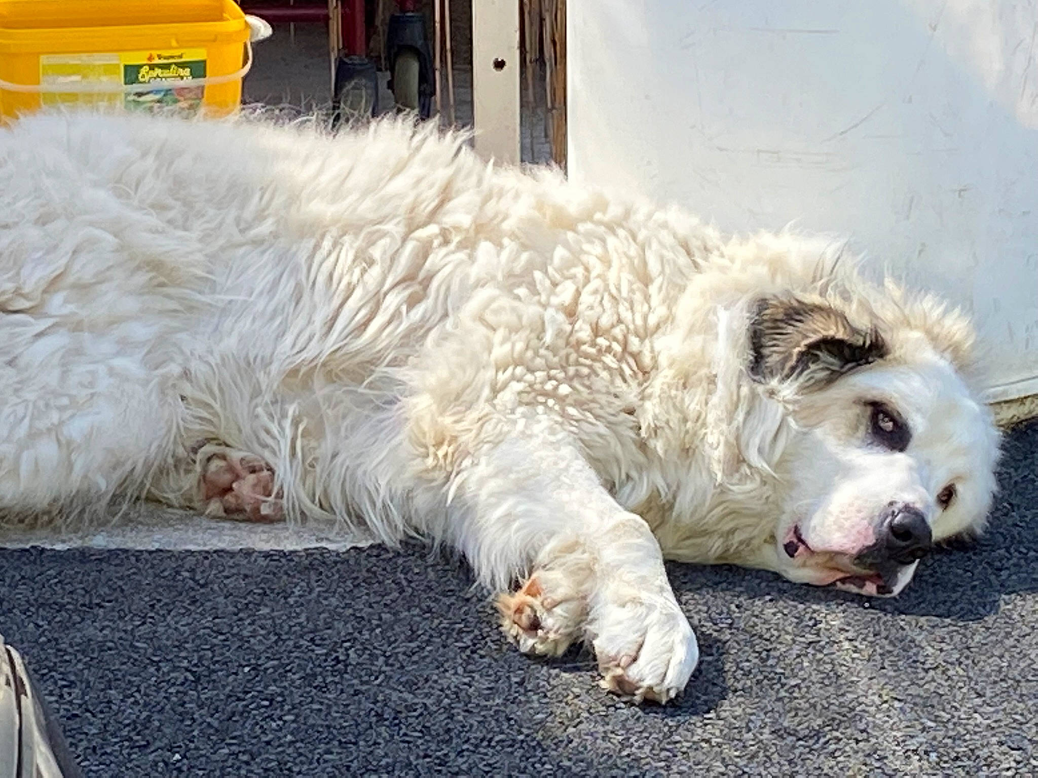 Patton a rejoint le concours — aidez-le/la à gagner de superbes lots ! canidae, carnivore, comfort, companion_dog, dog, dog_breed, flooring, fur, nap, non_sporting_group, paw, road_surface, sidewalk, small_terrier, snout, sporting_group, tail, terrier, working_animal