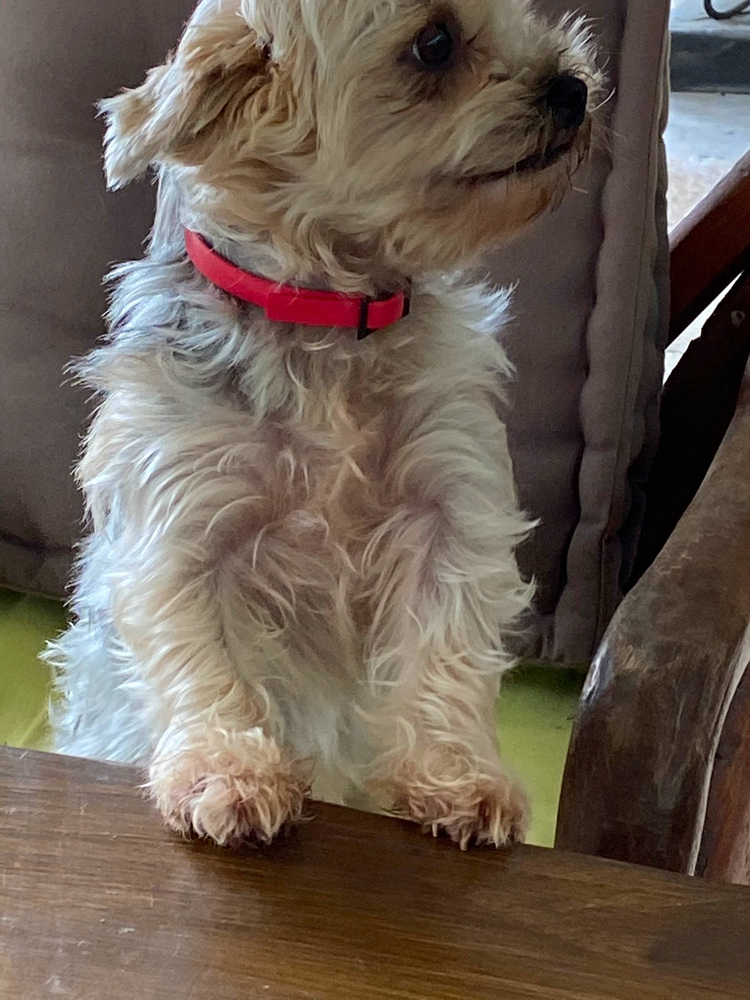 Nalah participe au concours pour gagner de l'argent avec cette photo : canidae, carnivore, companion_dog, dog, dog_breed, dog_clothes, dog_collar, dog_supply, fur, hardwood, schnauzer, small_terrier, snout, sporting_group, terrier, tire, toy_dog, wheel, wood, working_animal