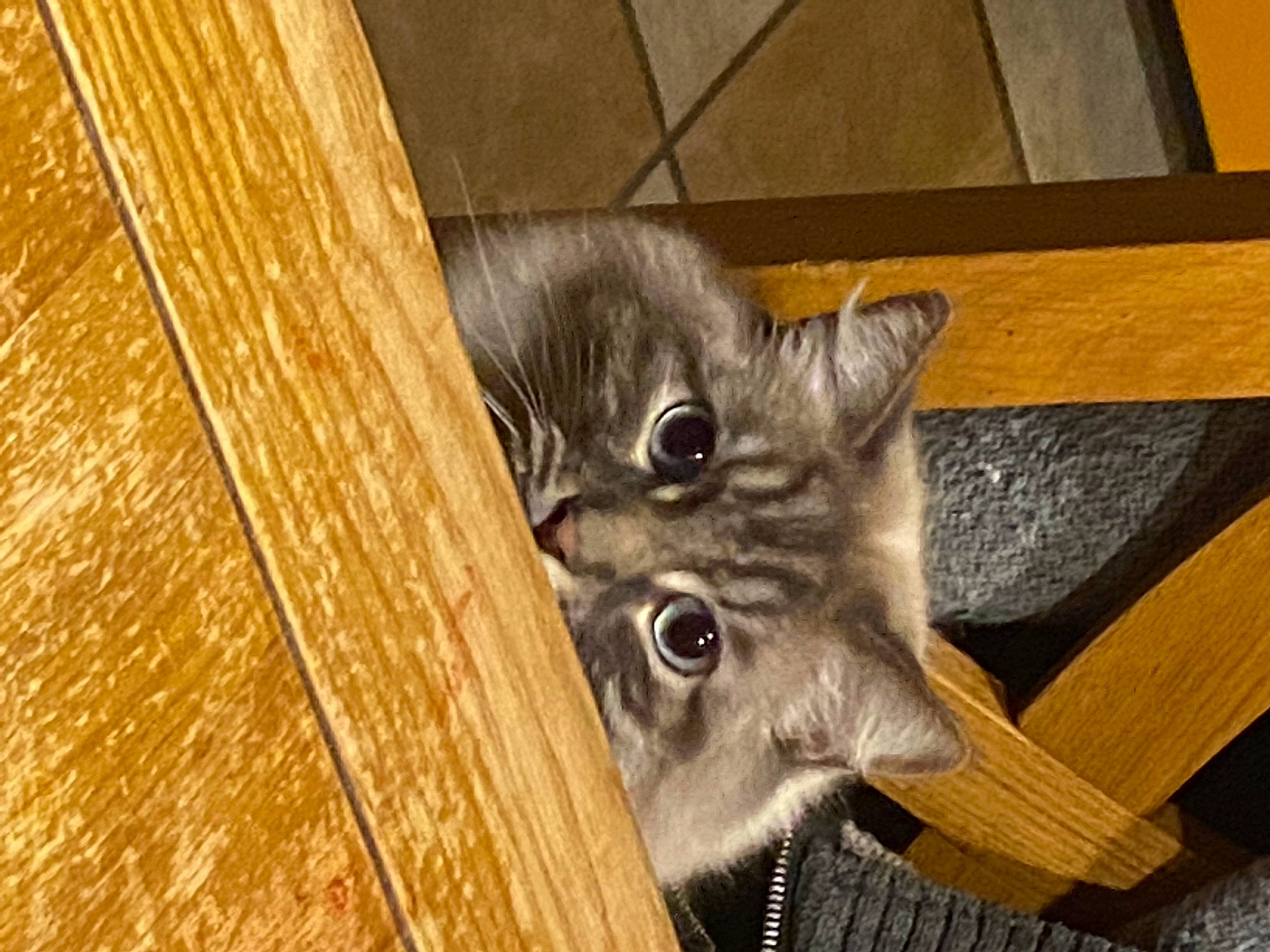 Oston participe au concours pour gagner de l'argent avec cette photo : animal_shelter, carnivore, cat, domestic_short_haired_cat, fawn, felidae, flooring, fur, hardwood, metal, paw, plank, plywood, small_to_medium_sized_cats, snout, tail, varnish, whiskers, wood, wood_stain