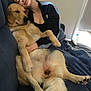 Wynter joined the competition — help win amazing prizes! person, dog, golden_retriever, couch, blanket, relaxed, indoor, smiling, pet, hugging, casual_clothing, fur, comfort, home, paw, tail, remote_control, seated, affection, friendship