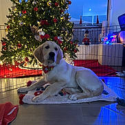 Wynter is registered to the contest to win money with this photo: dog, golden_retriever, puppy, christmas_tree, holiday_decorations, lights, reindeer_antlers, playpen, rug, indoor, festive, decorated_tree, ornaments, red, green, white, floor, window, toy, couch