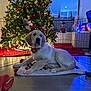 dog, golden_retriever, puppy, christmas_tree, holiday_decorations, lights, reindeer_antlers, playpen, rug, indoor, festive, decorated_tree, ornaments, red, green, white, floor, window, toy, couch