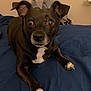 dog, black_dog, pet, bed, blue_bedspread, indoor, animal, canine, ears, paws, white_markings, fur, looking, curious, wide_eyes, resting, domestic, mammal, companion, cute