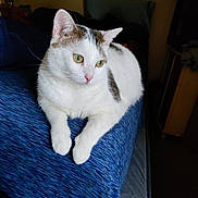 Lily is registered to the contest to win money with this photo: bed, blanket, blue_textile, cat, closeup, cozy, ears, feline, furniture, green_eyes, indoor, paws, pet, pillow, pink_nose, portrait, relaxed, resting, whiskers, white_cat