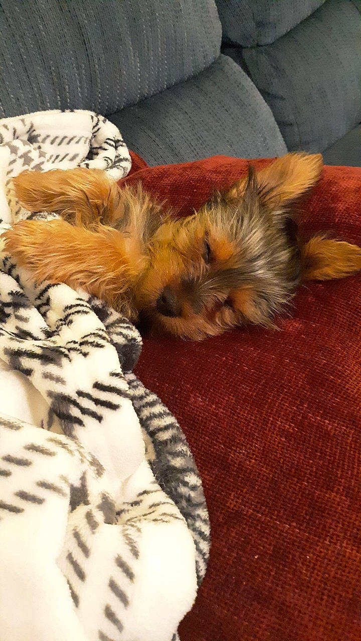 Brutus is registered to the contest to win money with this photo: canidae, carnivore, comfort, companion_dog, dog, dog_breed, fawn, felidae, flooring, fur, liver, paw, small_to_medium_sized_cats, sporting_group, tail, terrier, textile, toy_dog, whiskers, wood