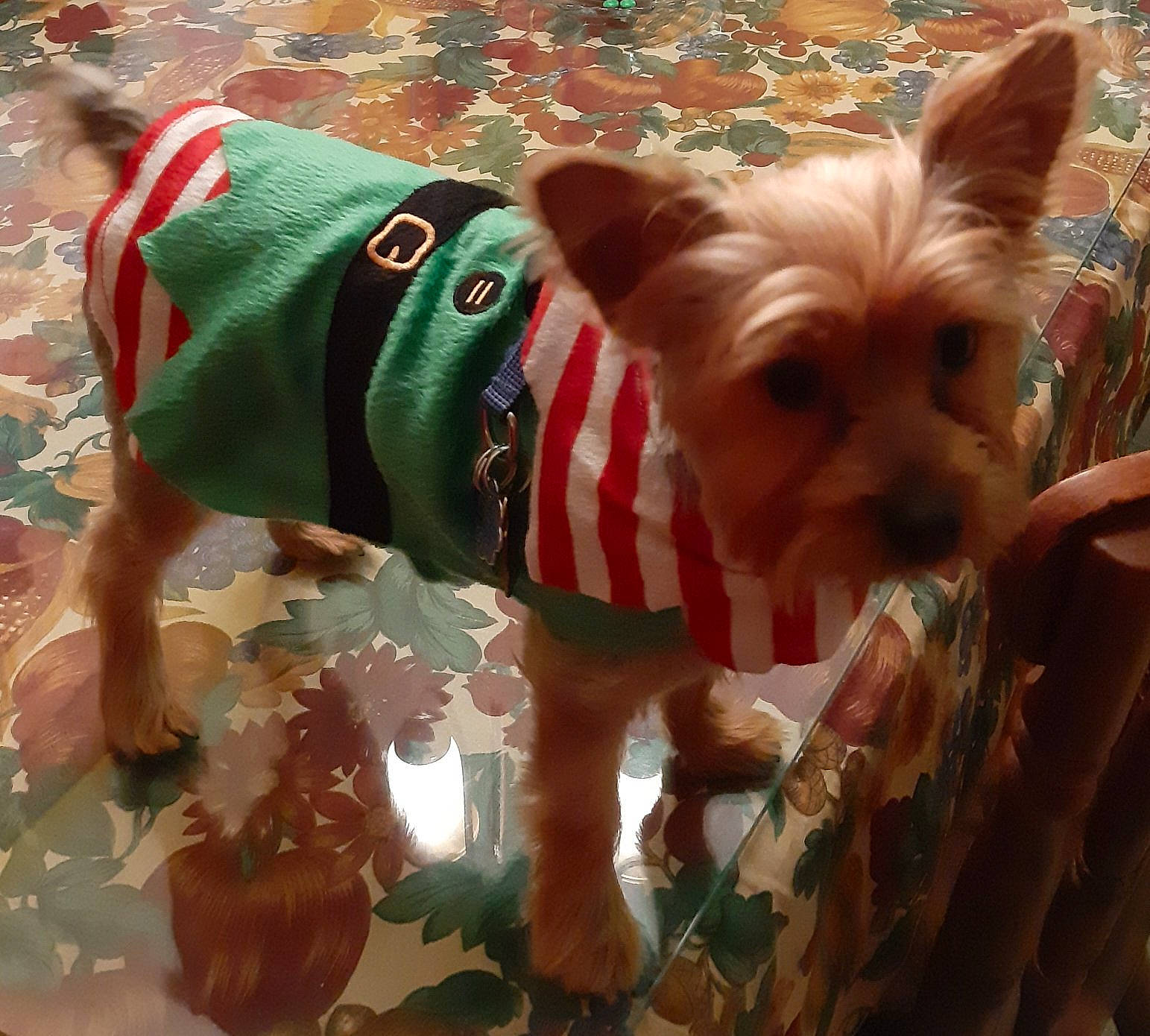 Brutus is registered to the contest to win money with this photo: canidae, carnivore, companion_dog, dog, dog_breed, dog_clothes, dog_supply, fashion_accessory, fawn, fur, grass, holiday, pattern, small_terrier, snout, sporting_group, terrier, toy_dog, working_animal, yorkipoo