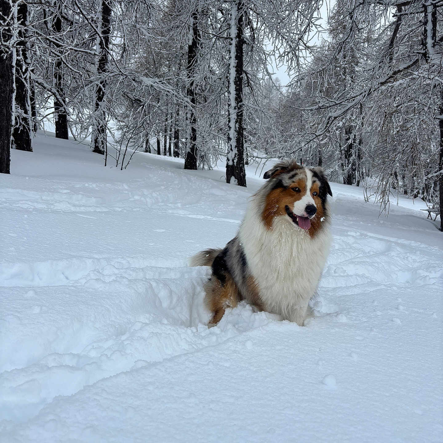 Zayko a rejoint le concours — aidez-le/la à gagner de superbes lots ! animal, canine, cold, daylight, dog, fluffy, forest, fur, happy, landscape, nature, outdoor, playful, scenic, snow, snowy, tongue_out, trees, walking_path, winter