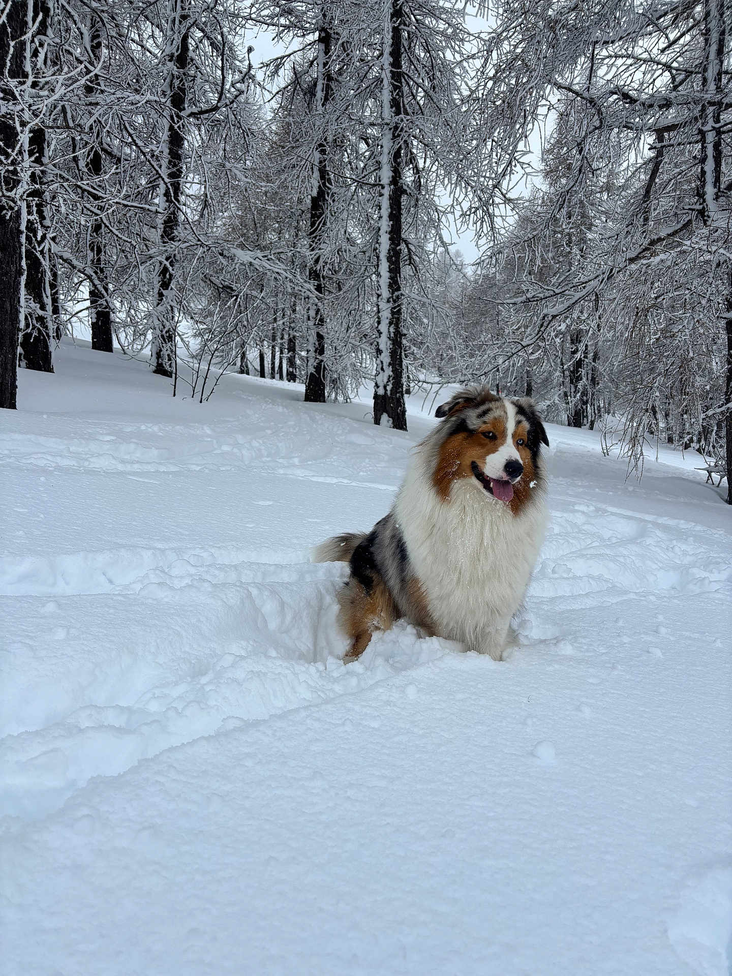 Zayko a rejoint le concours — aidez-le/la à gagner de superbes lots ! dog, snow, winter, forest, trees, outdoor, animal, fluffy, happy, nature, cold, landscape, canine, snowy, fur, tongue_out, playful, daylight, scenic, walking_path