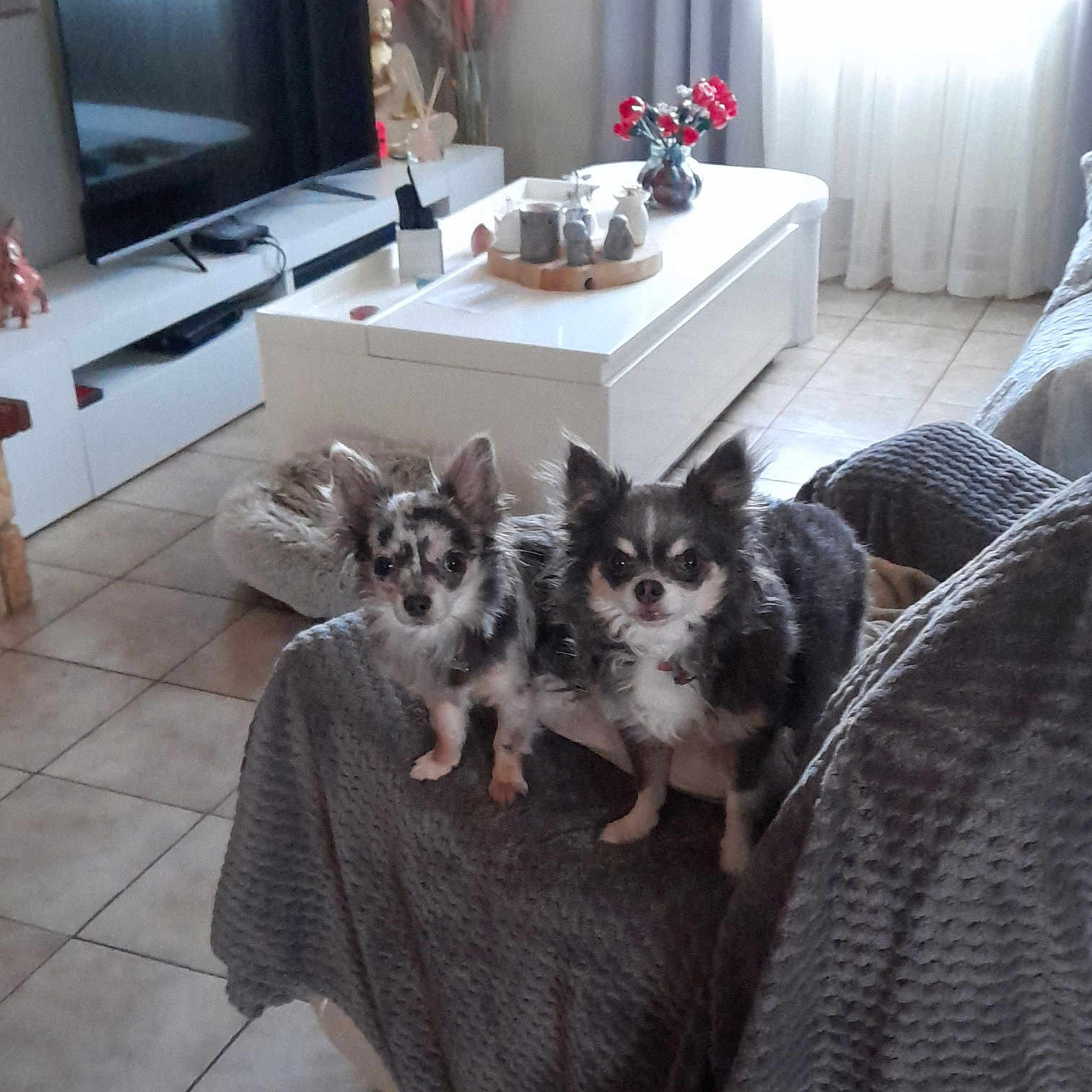 Oupia participe au concours pour gagner de l'argent avec cette photo : dog, chihuahua, small_dog, pet, living_room, couch, blanket, coffee_table, flowers, tv, tile_floor, curious, indoor, furniture, decor, two_dogs, companions, home, cozy, domestic