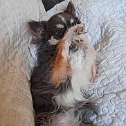 Oupia a rejoint le concours — aidez-le/la à gagner de superbes lots ! animal, blanket, chihuahua, companion, covering_face, cozy, cute, dog, domestic, fur, fur_pattern, indoor, lying_down, paw, pet, playful, quilted_blanket, relaxed, resting, small_dog