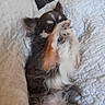 dog, small_dog, chihuahua, pet, lying_down, paw, covering_face, fur, blanket, quilted_blanket, cozy, indoor, cute, playful, resting, animal, companion, fur_pattern, relaxed, domestic