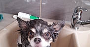 Oupia participe au concours pour gagner de l'argent avec cette photo : animal, bath, bathroom, cleaning, curious, cute, dog, domestic_animal, dripping, ears, expression, fur, looking_up, pet, sink, small_dog, tap, tile_wall, water, wet