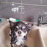 Oupia participe au concours pour gagner de l'argent avec cette photo : dog, wet, sink, bath, pet, small_dog, water, fur, ears, dripping, looking_up, bathroom, tap, tile_wall, expression, cute, animal, domestic_animal, cleaning, curious