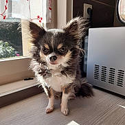 Oupia participe au concours pour gagner de l'argent avec cette photo : dog, chihuahua, small_dog, fluffy, indoor, sunlight, window, curtain, floor, pet, animal, domestic_animal, furry, cute, alert, portrait, companion, household, shadow, cozy