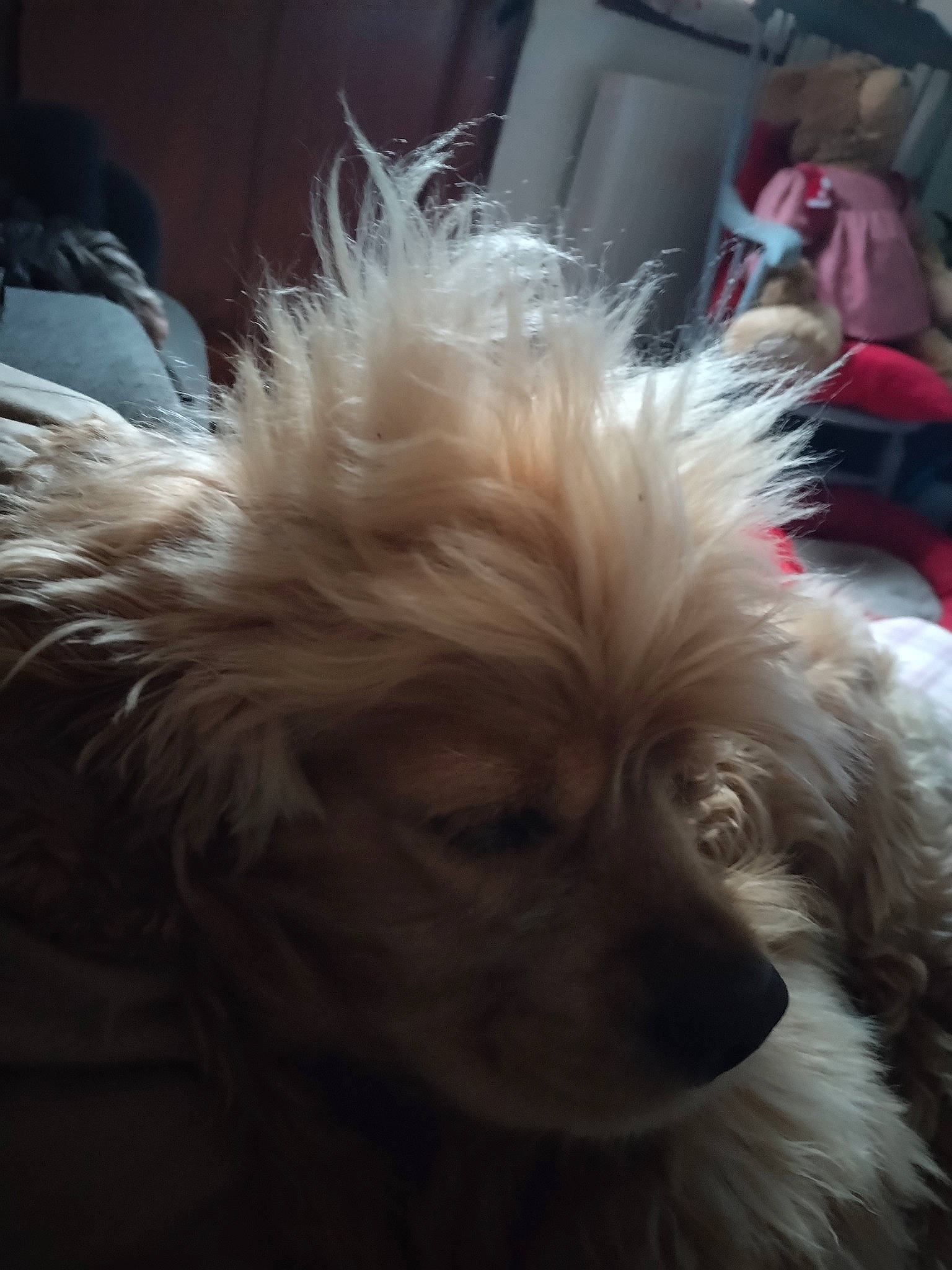 Nougat a rejoint le concours — aidez-le/la à gagner de superbes lots ! canidae, carnivore, companion_dog, dog, dog_breed, fur, german_spitz, non_sporting_group, puppy, small_terrier, snout, spitz, sporting_group, toy_dog, whiskers, working_animal