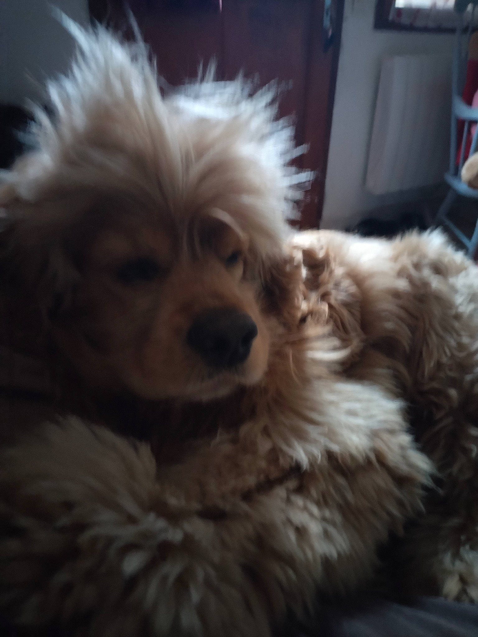 Nougat a rejoint le concours — aidez-le/la à gagner de superbes lots ! canidae, carnivore, cloud, companion_dog, dog, dog_breed, fur, maltepoo, non_sporting_group, puppy, puppy_love, shih_poo, small_terrier, snout, sporting_group, terrier, toy_dog, whiskers, working_animal