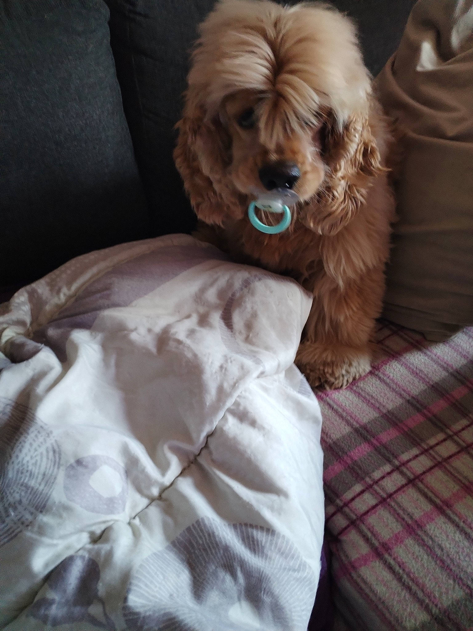 Nougat a rejoint le concours — aidez-le/la à gagner de superbes lots ! canidae, carnivore, comfort, companion_dog, dog, dog_breed, dog_collar, dog_supply, fawn, fur, linens, liver, pattern, pet_supply, plaid, sleeve, sporting_group, tartan, toy_dog, working_animal