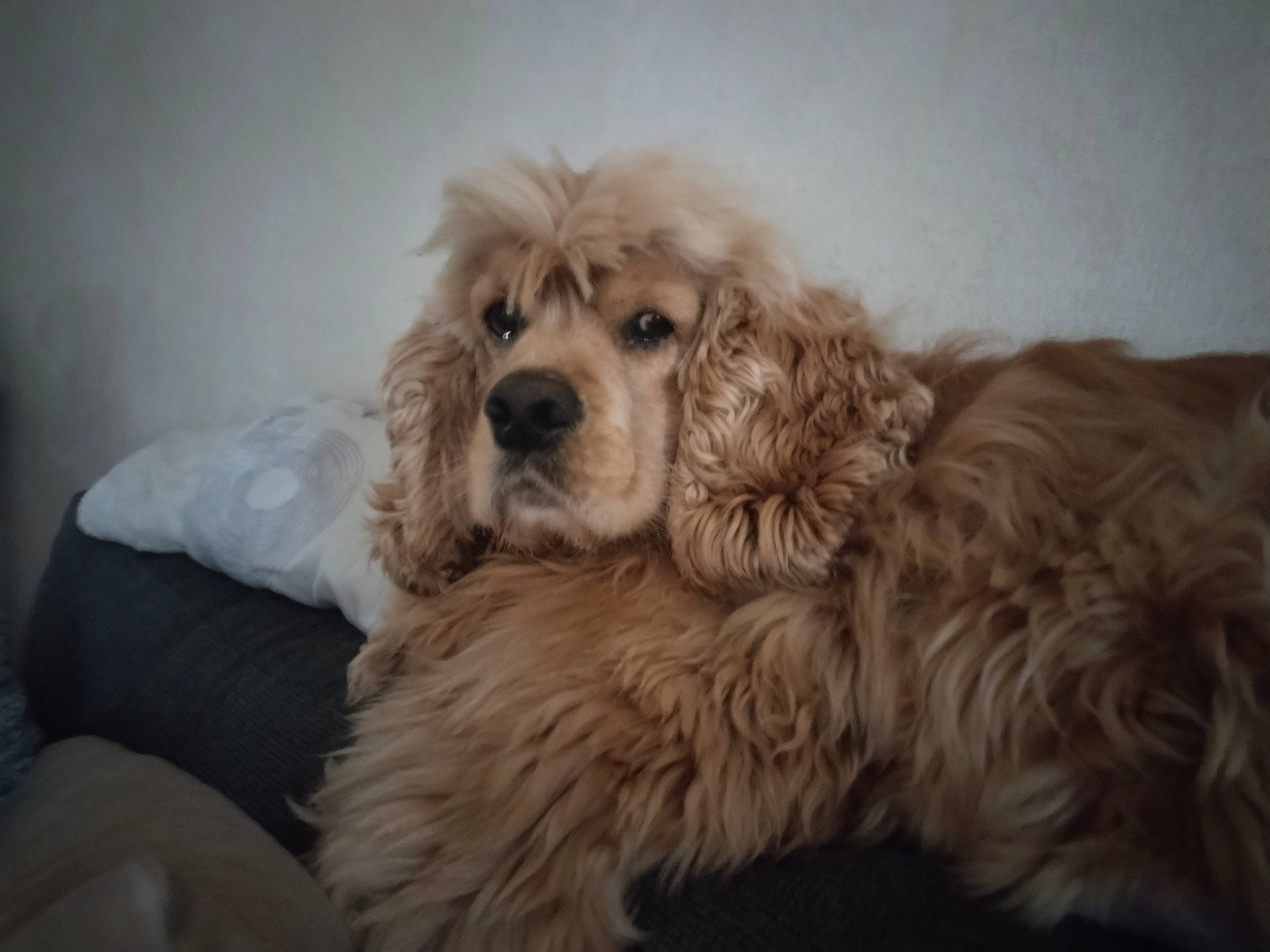 Nougat participe au concours pour gagner de l'argent avec cette photo : canidae, carnivore, companion_dog, dog, dog_breed, dog_supply, fur, labradoodle, liver, maltepoo, shih_poo, small_terrier, snout, spaniel, sporting_group, terrier, toy_dog, whiskers, working_animal, yorkipoo