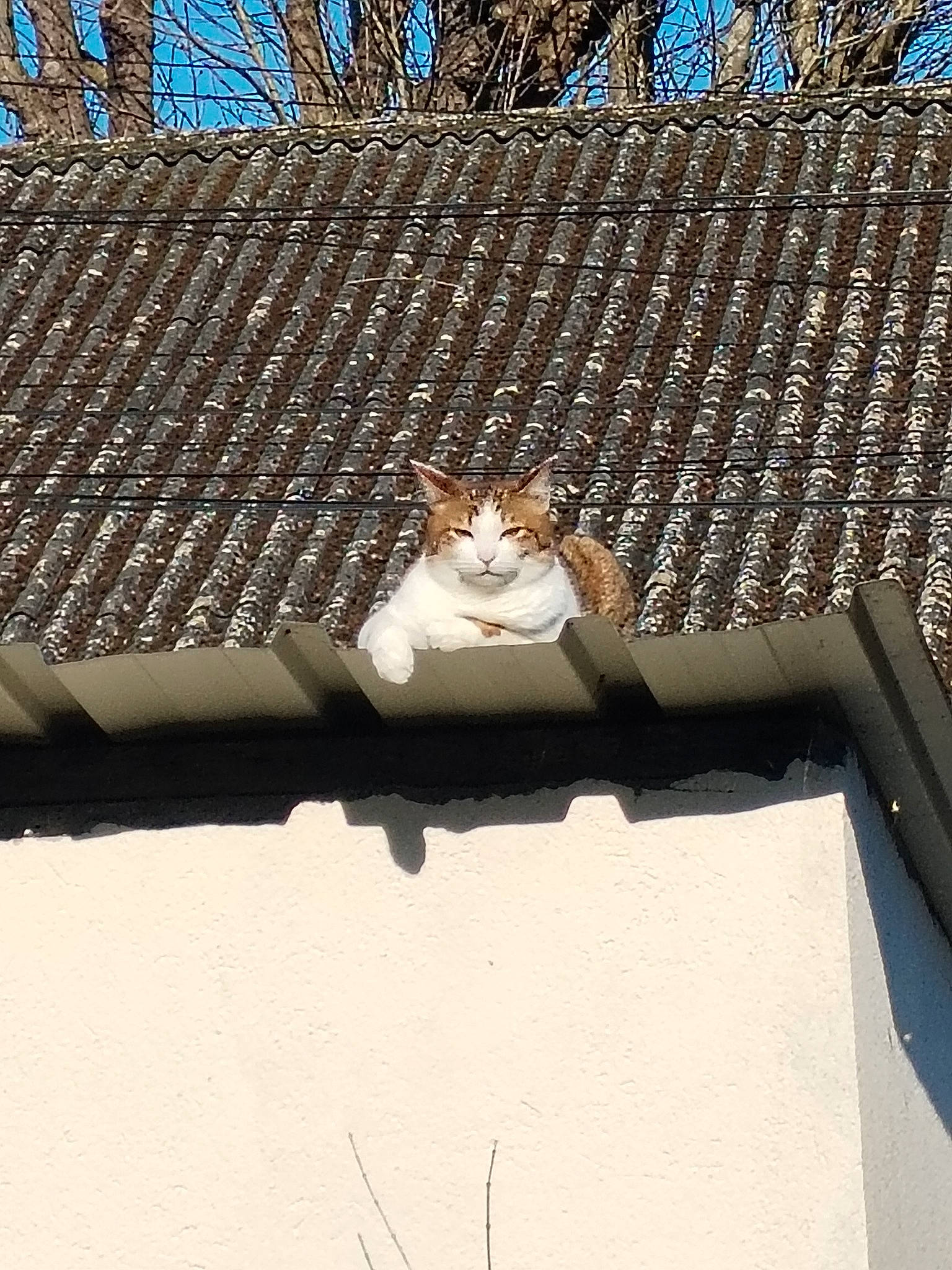 Sushi participe au concours pour gagner de l'argent avec cette photo : brick, building, carnivore, cat, domestic_short_haired_cat, facade, fawn, felidae, house, leisure, metal, roof, shade, shadow, sky, small_to_medium_sized_cats, tail, whiskers, wildlife, wood
