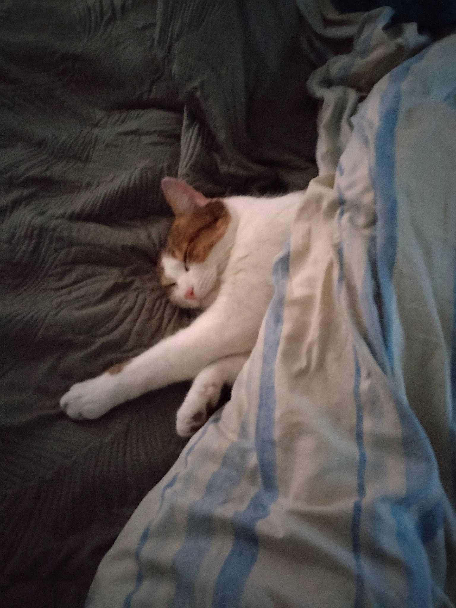 Sushi participe au concours pour gagner de l'argent avec cette photo : bedding, carnivore, cat, comfort, darkness, domestic_short_haired_cat, fawn, felidae, fur, grey, human_leg, linens, mammal, paw, small_to_medium_sized_cats, snout, tail, vertebrate, whiskers, wood