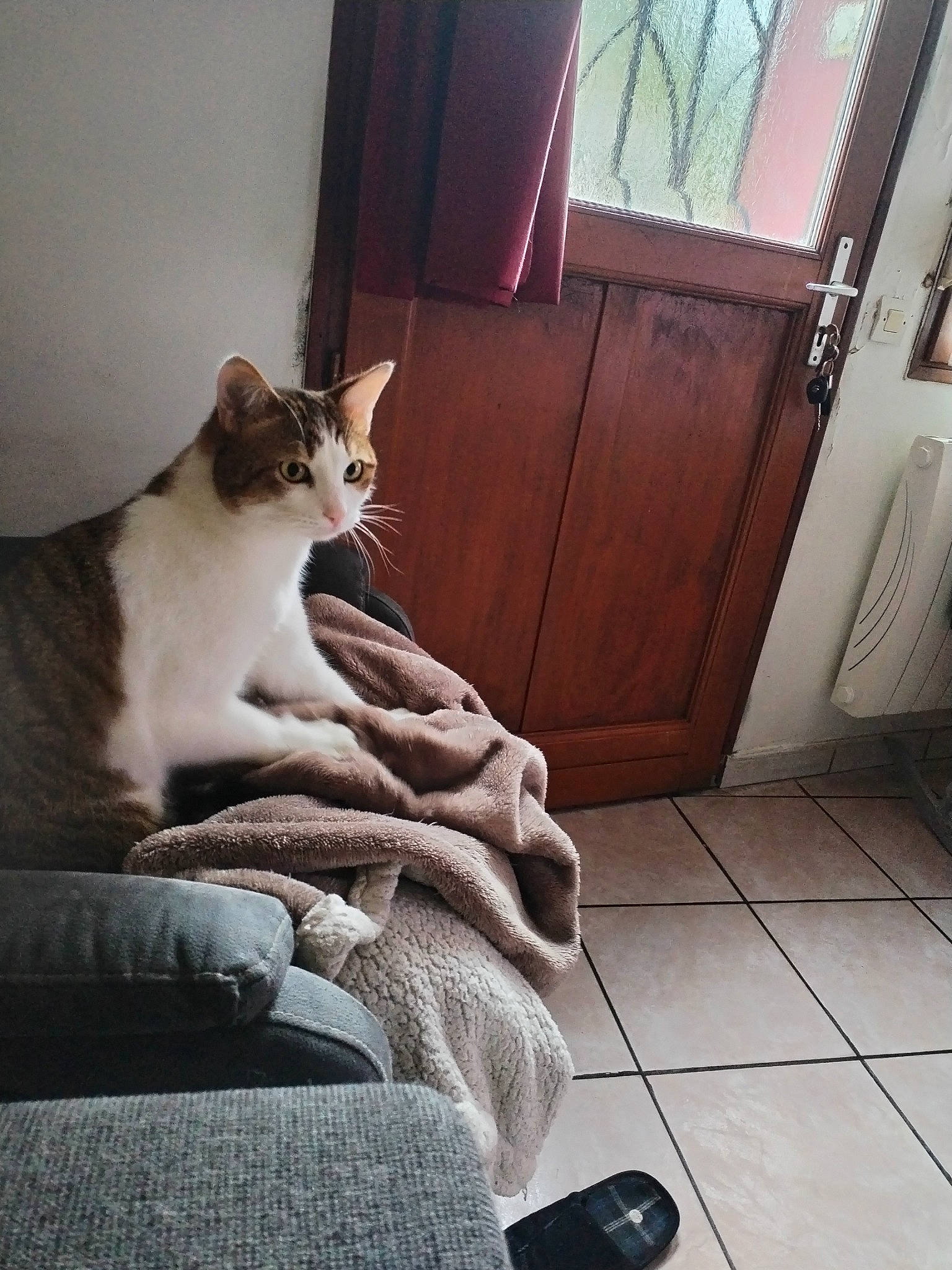 Sushi a rejoint le concours — aidez-le/la à gagner de superbes lots ! carnivore, cat, comfort, domestic_short_haired_cat, door, felidae, flooring, fur, hardwood, human_leg, plant, sitting, small_to_medium_sized_cats, snout, stairs, tail, tints_and_shades, whiskers, window, wood