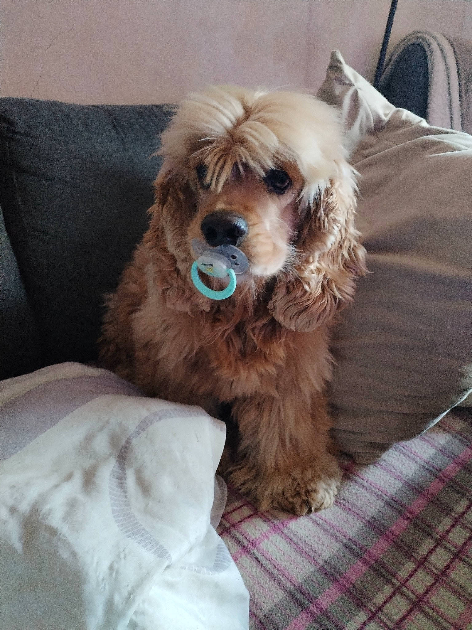 Nougat participe au concours pour gagner de l'argent avec cette photo : canidae, carnivore, collar, comfort, companion_dog, dog, dog_breed, dog_collar, dog_supply, fawn, fur, liver, pattern, plaid, snout, sporting_group, tartan, toy_dog, wood, working_animal