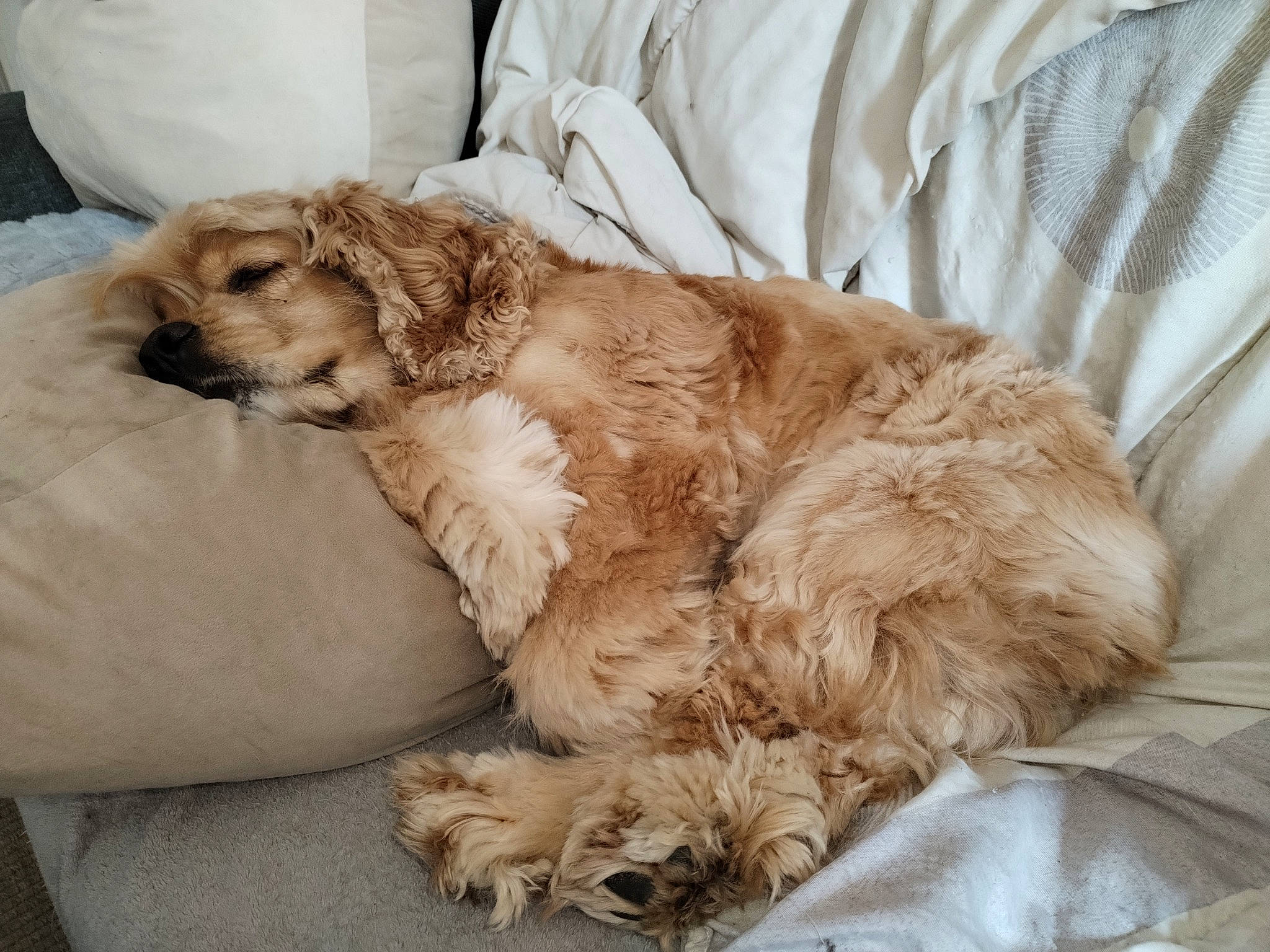 Nougat participe au concours pour gagner de l'argent avec cette photo : canidae, carnivore, comfort, companion_dog, dog, dog_breed, dog_collar, dog_supply, duvet, fawn, felidae, fur, liver, paw, pet_supply, spaniel, sporting_group, tail, toy_dog, working_animal