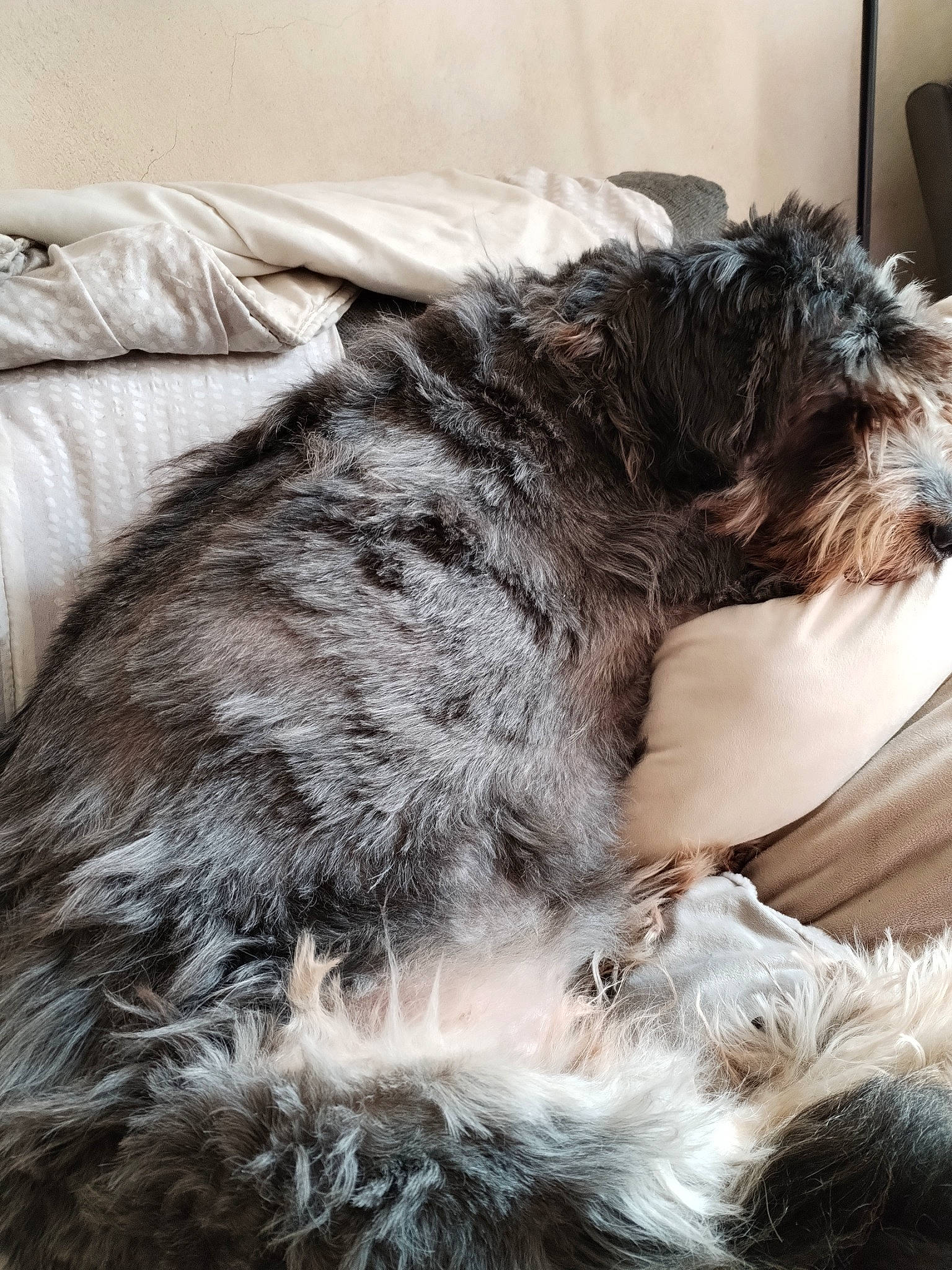 Jasmine participe au concours pour gagner de l'argent avec cette photo : canidae, carnivore, comfort, companion_dog, dog, dog_breed, fur, grey, nap, sleep, small_terrier, snout, sporting_group, tail, terrestrial_animal, terrier, toy_dog, water_dog, whiskers, working_animal