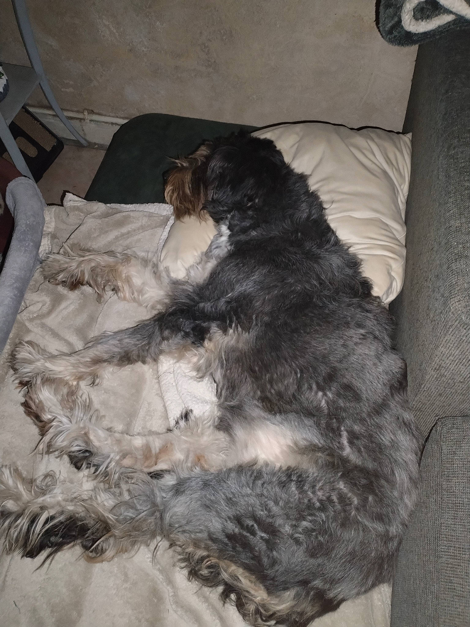 Jasmine a rejoint le concours — aidez-le/la à gagner de superbes lots ! carnivore, comfort, companion_dog, dog, dog_breed, fur, monochrome, monochrome_photography, natural_material, room, sporting_group, tail, working_animal