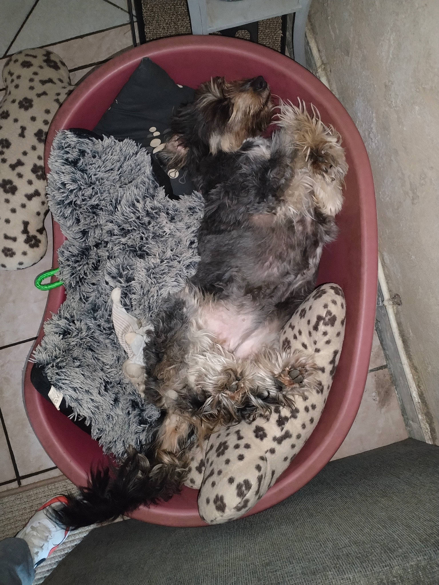 Jasmine participe au concours pour gagner de l'argent avec cette photo : canidae, carnivore, cat_supply, companion_dog, dog_breed, dog_supply, felidae, fur, hat, paw, pet_supply, small_to_medium_sized_cats, sporting_group, tail, whiskers