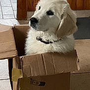 Aoly a rejoint le concours — aidez-le/la à gagner de superbes lots ! puppy, dog, cardboard_box, indoor, floor, wooden_wall, pet, cute, curious, fluffy, collar, tile_floor, young_dog, animal, domestic_animal, box, sitting, looking_away, home, light