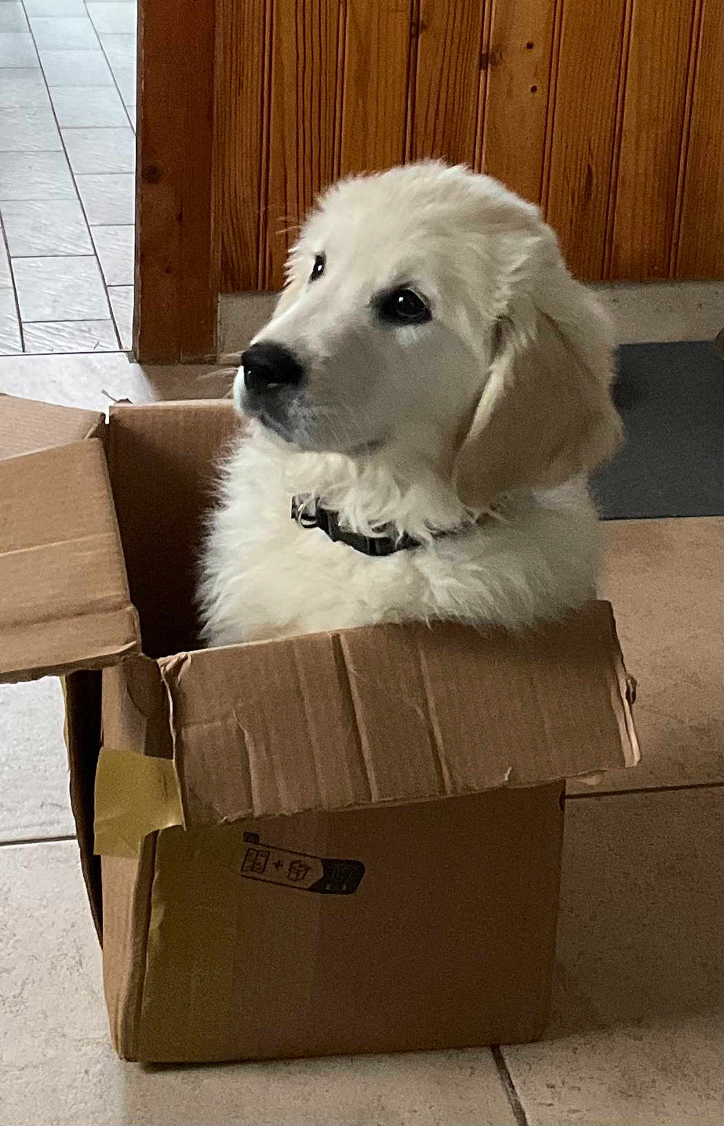 Aoly a rejoint le concours — aidez-le/la à gagner de superbes lots ! puppy, dog, cardboard_box, indoor, floor, wooden_wall, pet, cute, curious, fluffy, collar, tile_floor, young_dog, animal, domestic_animal, box, sitting, looking_away, home, light
