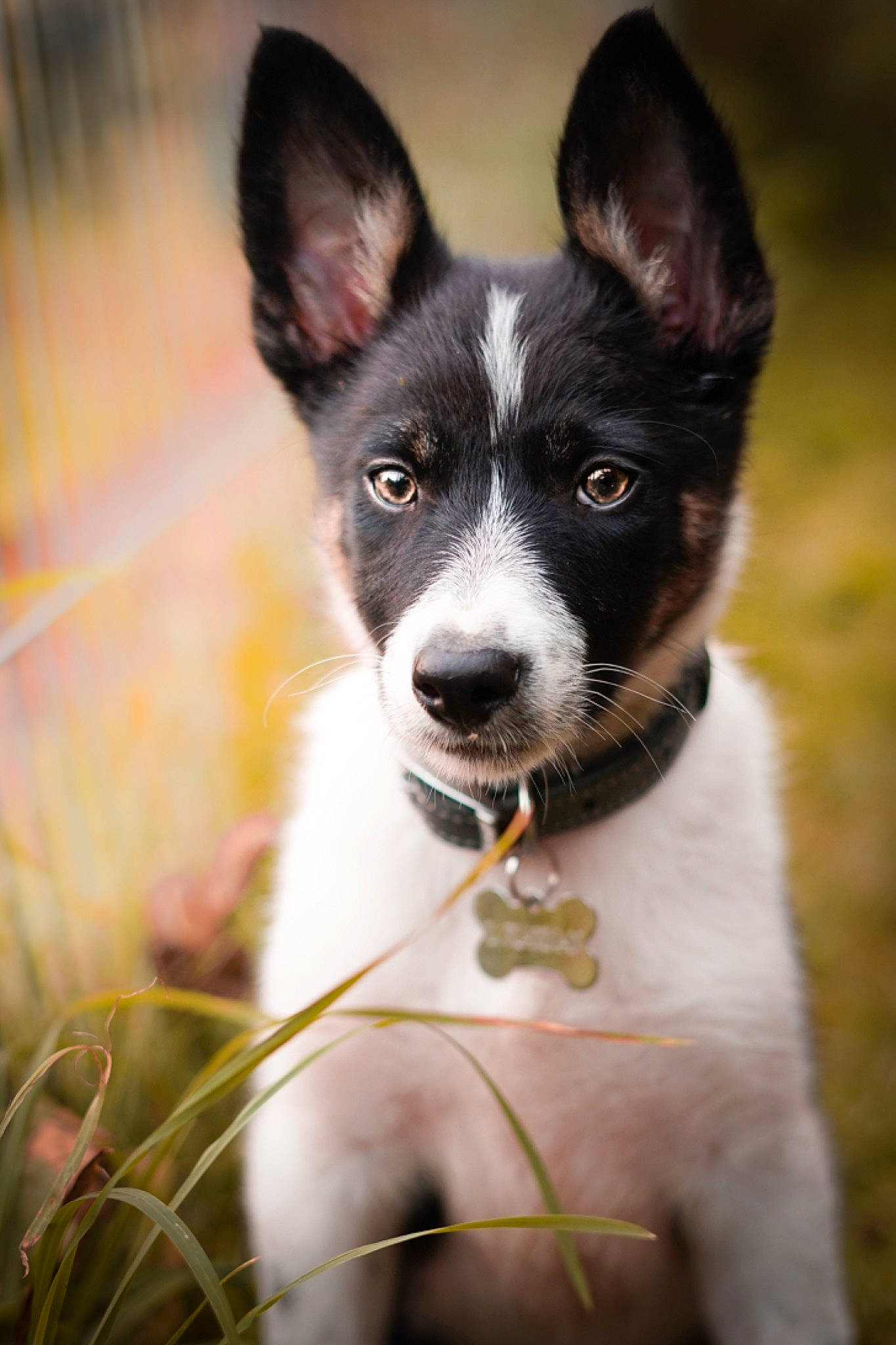 Lola is registered to the contest to win money with this photo: canaan_dog, canidae, carnivore, companion_dog, dog, dog_breed, laika, mammal, mcnab, rare_breed_dog, russo_european_laika, snout, teddy_roosevelt_terrier, vertebrate