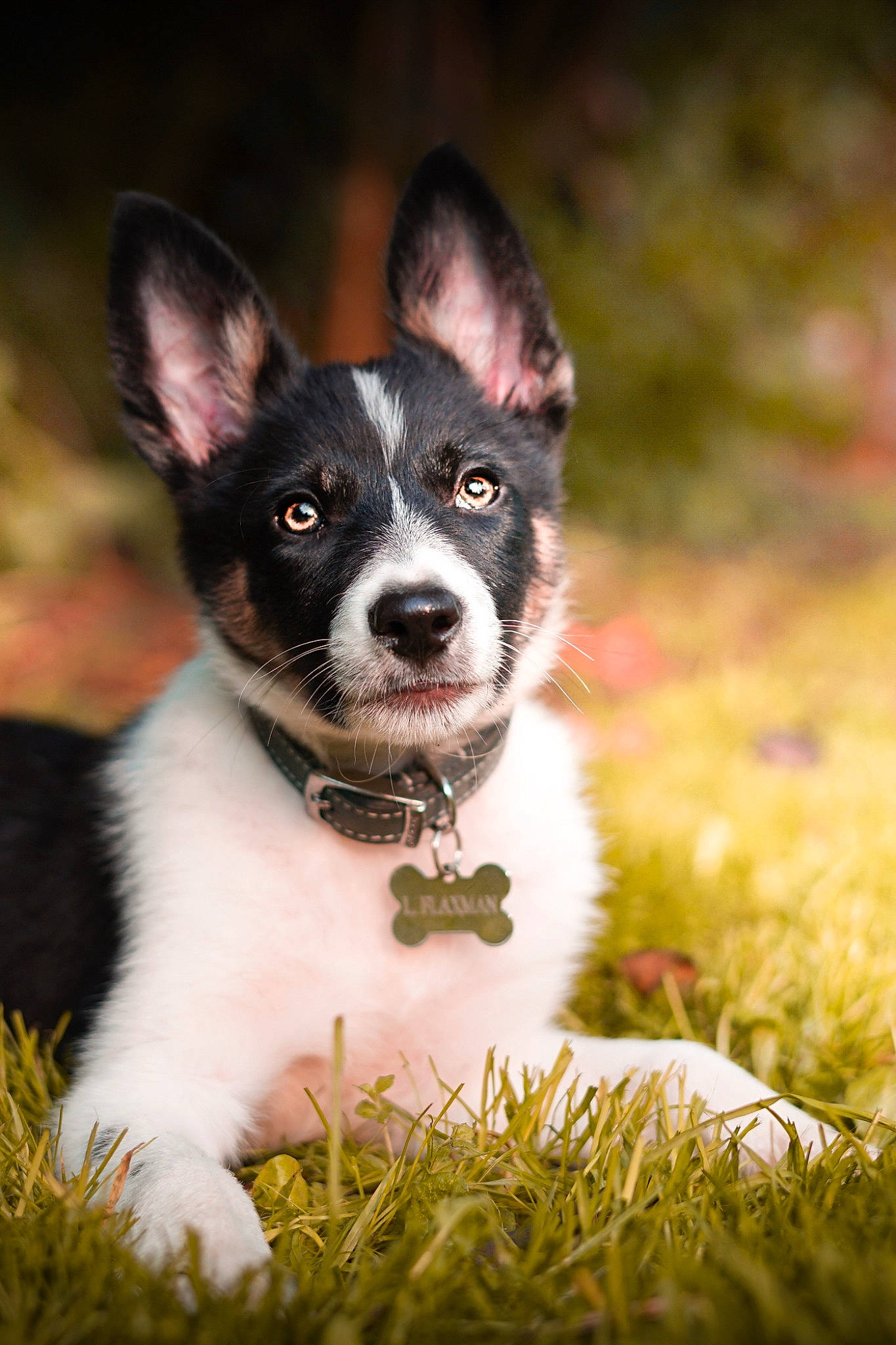 Lola joined the competition — help win amazing prizes! australian_kelpie, canidae, carnivore, dog, dog_breed, lapponian_herder, mammal, plant, puppy, rare_breed_dog, rat_terrier, snout, teddy_roosevelt_terrier, vertebrate, whiskers