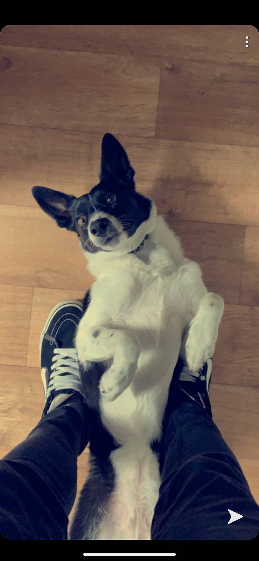 Lola is registered to the contest to win money with this photo: canidae, carnivore, companion_dog, corgi_chihuahua, dog, dog_breed, mammal, miniature_fox_terrier, paw, rat_terrier, snout, tail, teddy_roosevelt_terrier, tenterfield_terrier, toy_fox_terrier, vertebrate, whiskers