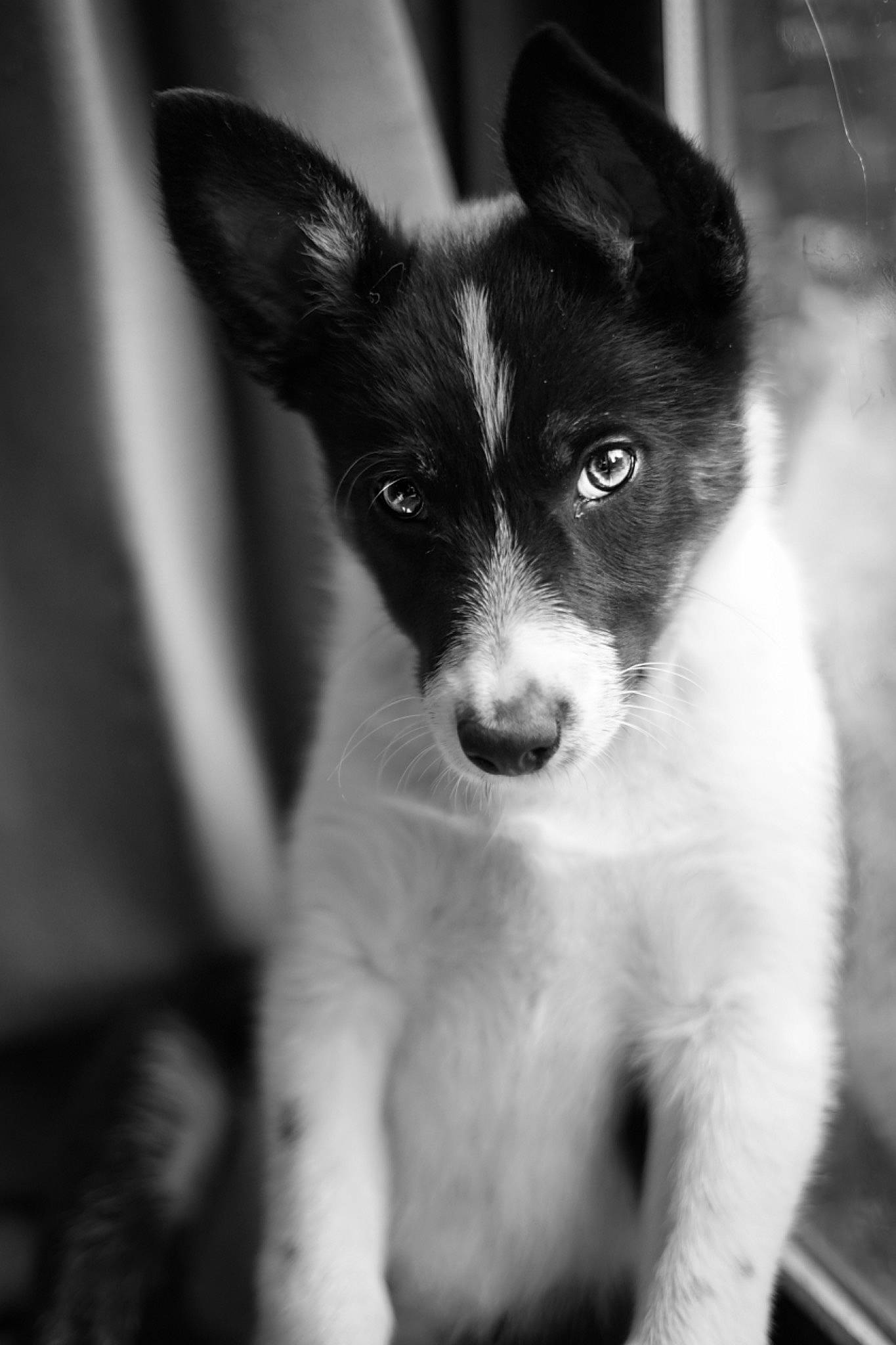 Lola joined the competition — help win amazing prizes! black, black_and_white, canidae, carnivore, dog, dog_breed, mammal, monochrome, monochrome_photography, puppy, snout, style, vertebrate, whiskers
