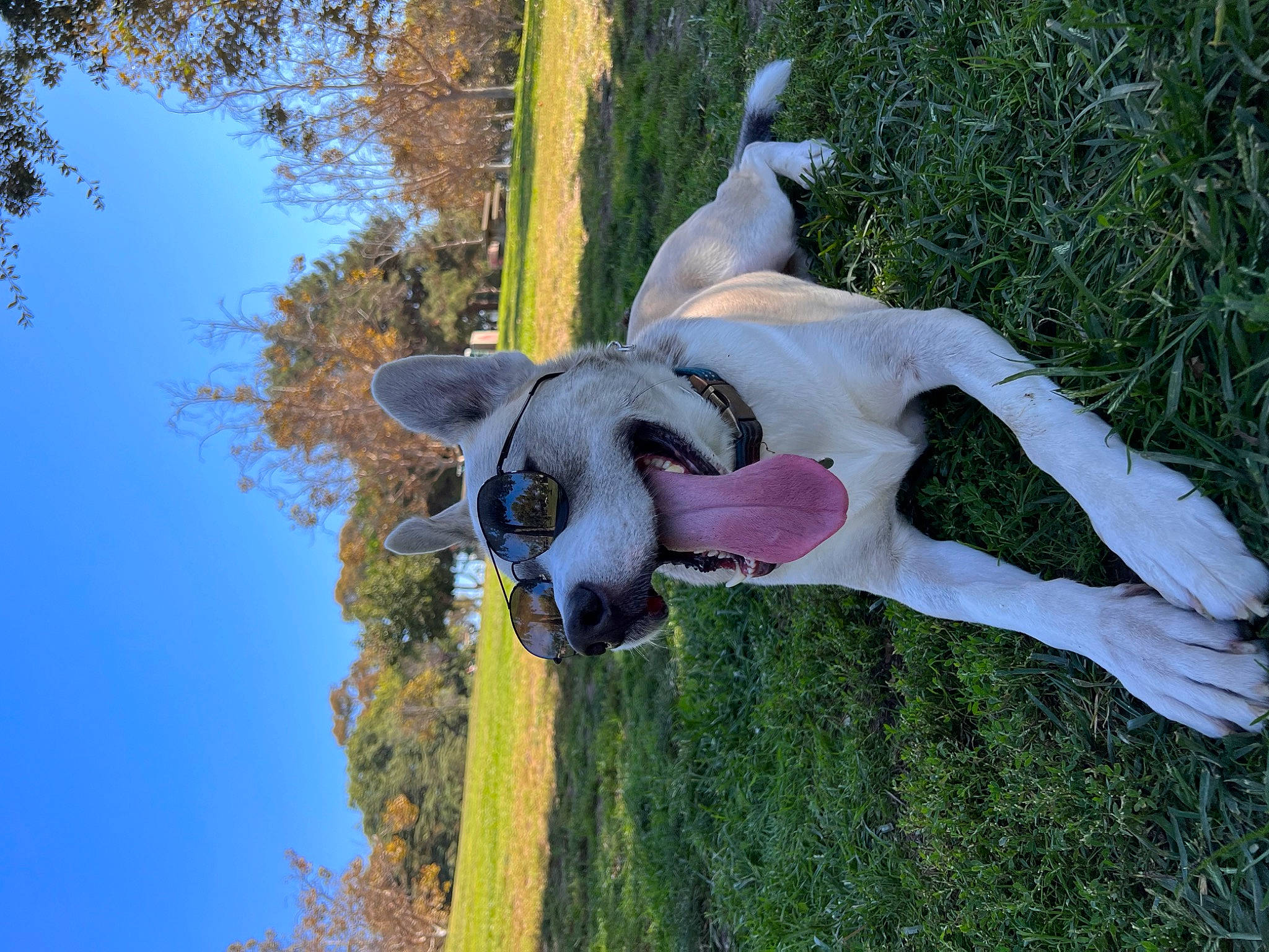 A R G O S joined the competition — help win amazing prizes! art, canidae, carnivore, companion_dog, dog, dog_breed, fawn, grass, leisure, non_sporting_group, plant, sculpture, sky, sporting_group, stallion, statue, tree, trunk, wood, working_animal