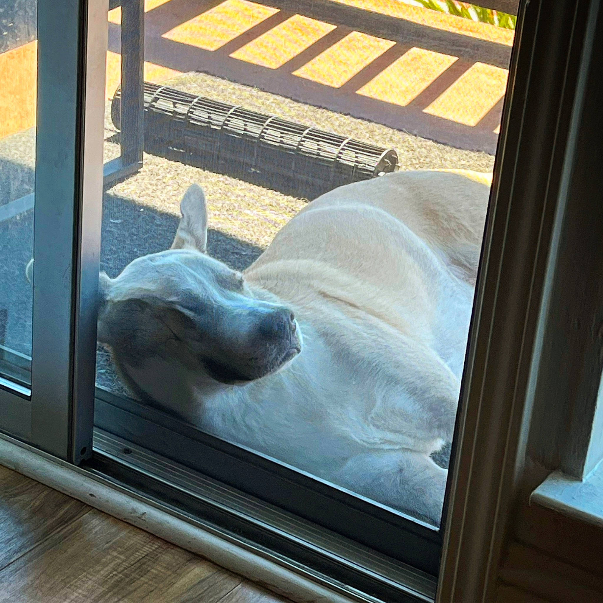 A R G O S joined the competition — help win amazing prizes! carnivore, comfort, companion_dog, dog, dog_breed, fawn, felidae, flooring, glass, hardwood, rectangle, sculpture, shade, sporting_group, tail, tints_and_shades, vehicle_door, window, wood, working_animal