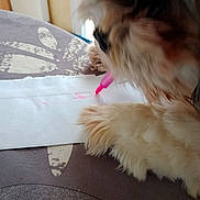 Tchoupi a rejoint le concours — aidez-le/la à gagner de superbes lots ! dog, marker, paper, paw, tablecloth, close_up, fluffy, brown, white, pink, animal, pet, indoor, drawing, creative, blurred, funny, cute, snout, art