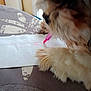 dog, marker, paper, paw, tablecloth, close_up, fluffy, brown, white, pink, animal, pet, indoor, drawing, creative, blurred, funny, cute, snout, art
