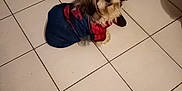 Tchoupi a rejoint le concours — aidez-le/la à gagner de superbes lots ! dog, pet, costume, clothing, floor, tile, indoor, footwear, slippers, curious, small_dog, fur, brown, white, black, looking_up, cute, animal, companion, domestic