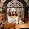 dog, flowers, fluffy, foliage, garden, greenhouse, indoor, long_hair, plants, portrait, rustic, shih_tzu, sitting, suitcase, tongue_out, travel_theme, vintage, warm_lighting, window, wooden_trunk