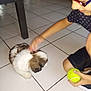 Tchoupi participe au concours pour gagner de l'argent avec cette photo : child, puppy, dog, indoor, tile_floor, tennis_ball, petting, playing, brown_hair, glasses, shorts, casual_clothing, furniture, table, small_dog, happy, cute, floor_tiles, hand, young