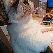 Tchoupi a rejoint le concours — aidez-le/la à gagner de superbes lots ! dog, fluffy, pet, indoor, table, water_bottle, hairbrush, cable, curious, closeup, furniture, brown, white, sitting, collar, household, domestic, companion, face, side_view