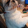 dog, fluffy, pet, indoor, table, water_bottle, hairbrush, cable, curious, closeup, furniture, brown, white, sitting, collar, household, domestic, companion, face, side_view