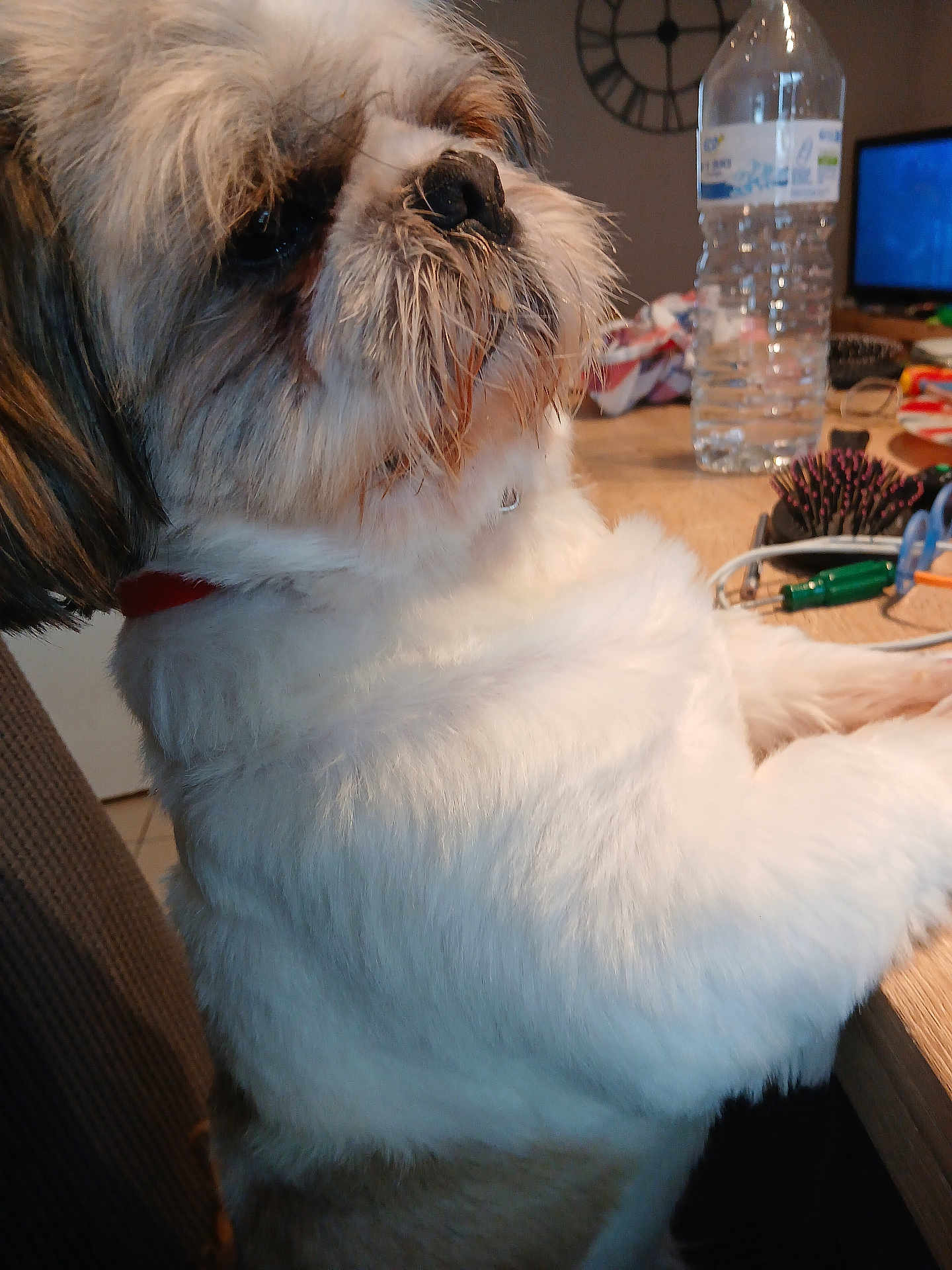 Tchoupi a rejoint le concours — aidez-le/la à gagner de superbes lots ! dog, fluffy, pet, indoor, table, water_bottle, hairbrush, cable, curious, closeup, furniture, brown, white, sitting, collar, household, domestic, companion, face, side_view