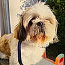 Tchoupi a rejoint le concours — aidez-le/la à gagner de superbes lots ! beard, blue_sky, brown_fur, close_up, dog, fluffy, foliage, funny_expression, garden, leash, long_hair, outdoor, pet, portrait, shih_tzu, sitting, small_dog, sunlight, table, white_fur