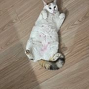 Tiya a rejoint le concours — aidez-le/la à gagner de superbes lots ! cat, white_cat, fluffy, lying_down, belly_up, paws, tail, whiskers, ears, eyes, fur, pet, animal, indoor, wooden_floor, floor, cute, playful, relaxed, funny