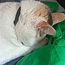 Tiya a rejoint le concours — aidez-le/la à gagner de superbes lots ! cat, sleeping, sleepy, white_fur, ginger_markings, pet, animal, curled_up, cozy, blanket, green_fabric, indoors, close_up, portrait, relaxed, resting, ears, fur, nap, home